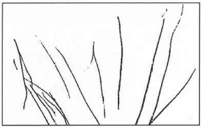 Affenfächer mittlerer Dichte, aus Morris 1963_S.291