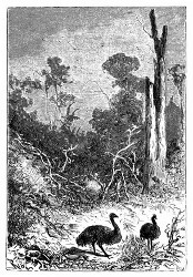Ein friedliches Emu-Pärchen. (S. 471.)