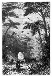 Ein Wald von Baumfarrn. (S. 446.)