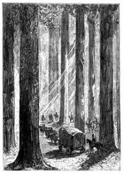 Ein Eucalyptenwald. (S. 404.)