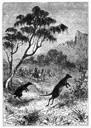Känguru-Jagd. (S. 437.)