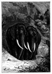 Die beiden Elephanten traten zur Seite. (S. 338.)