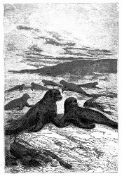Die rundköpfigen Robben. (S. 582.)