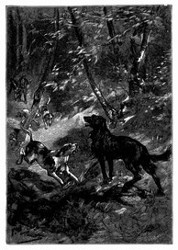 Der Wachtelhund stürzte sich auf Birk. (S. 271.)